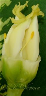  Bisexual flower